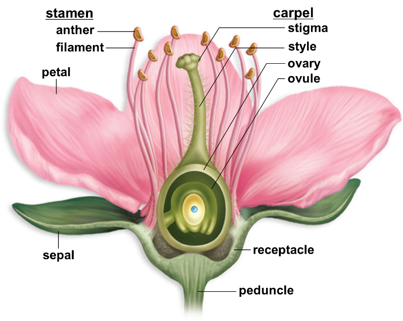 Anatomy of a generalized flower labeled diagram