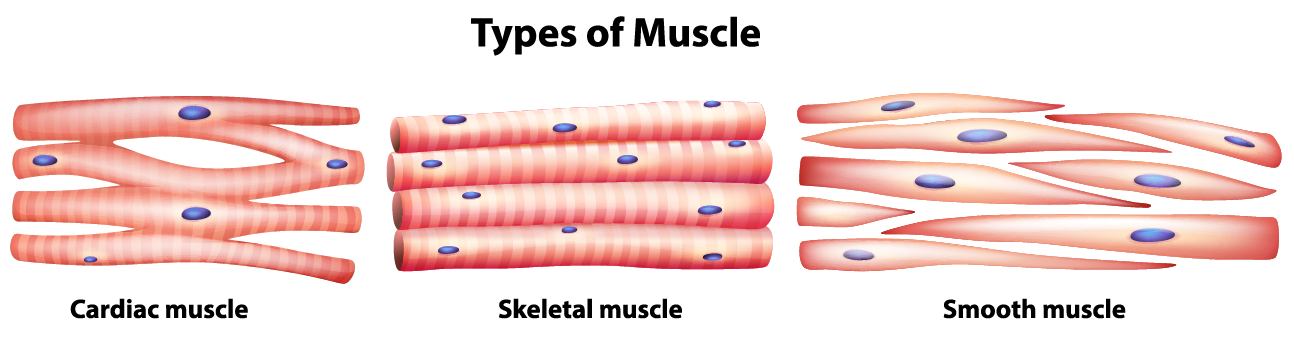 Types of Muscle