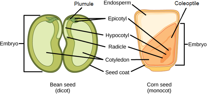 Comparison of Dicot and Monocot seeds labeled diagram.