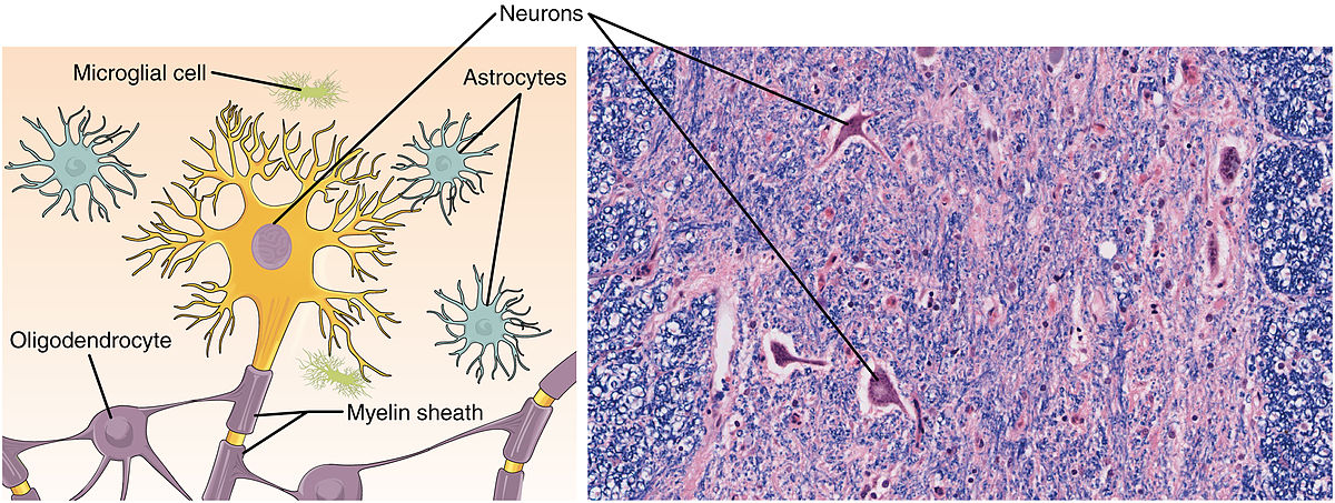 Nervous Tissue labeled diagram and nervous tissue under microscope