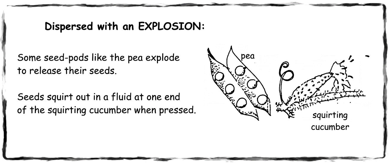 Seeds dispersed with an explosion