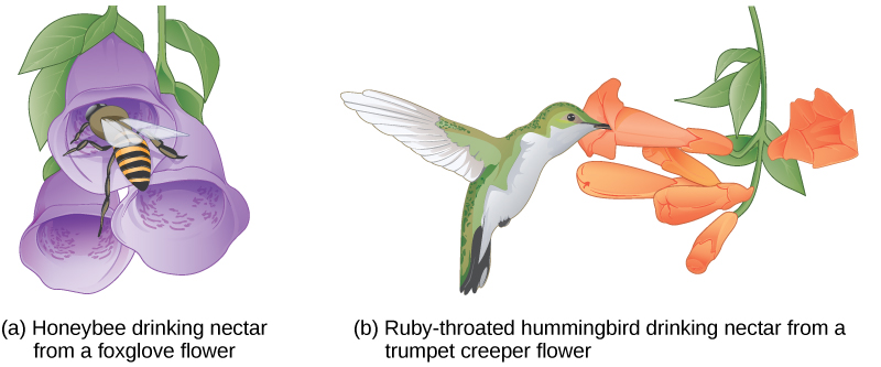 (a) Honeybee drinking nectar from a foxglove flower and (b) Ruby-throated hummingbird drinking nectar from a trumpet creeper flower.