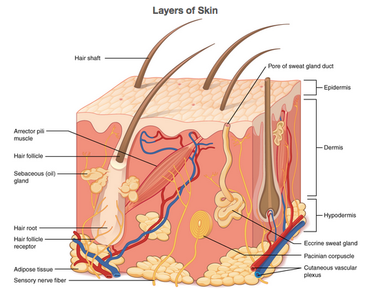 Labeled model of the layers of skin