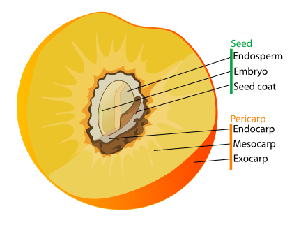 Fleshy fruit labeled diagram