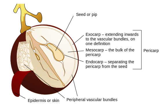 Anatomy of a grape labeled diagram