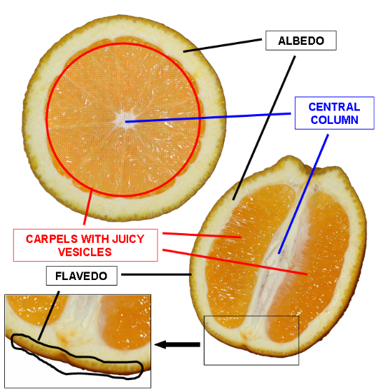 Interior of orange labeled diagram