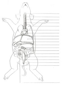Unlabeled pig internal cavity diagram