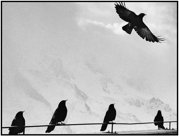 Birds on a line with one flying away.