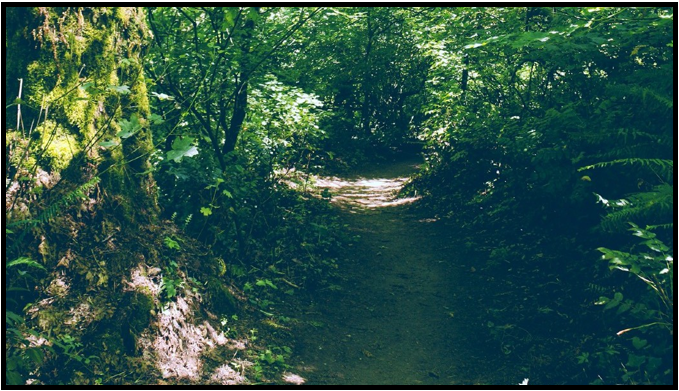 Pathway through a dense and green forest