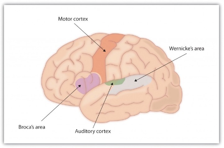 Diagram of Brain