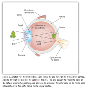 Anatomy of the human eye.