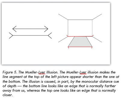 Muller-Lyer Illusion