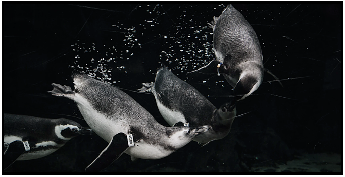 Penguins swimming underwater