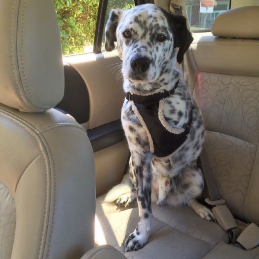 Dalmation dog with only three legs.