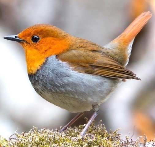 A robin