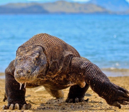 Komodo dragon