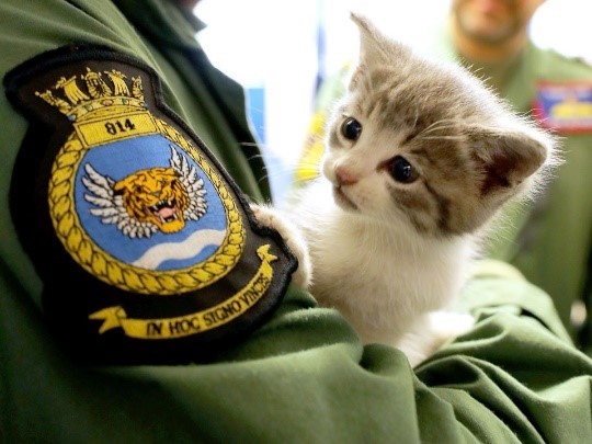 A kitten being held by a lieutenant