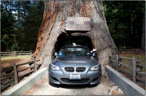 "M5 In The Drive-Through Tree, September 28, 2013" by Maggie Osterberg is licensed under CC BY-NC-SA 2.0.
