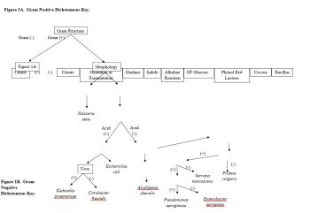 Lab 6: Biochemical Tests and Dichotomous Keys – BI302 Clinical ...