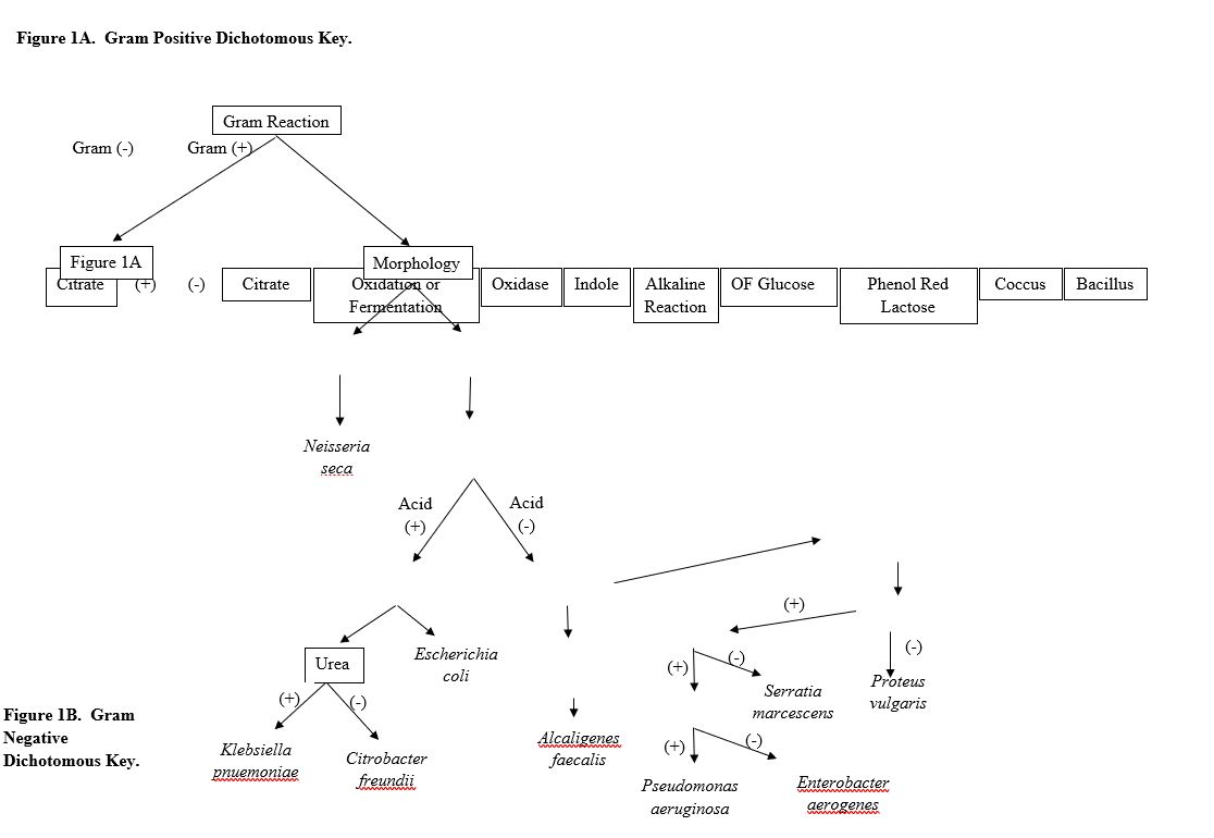 Lab 6: Biochemical Tests And Dichotomous Keys – BI302 Clinical ...